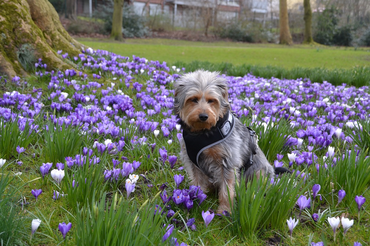 dog hybrid flower free photo