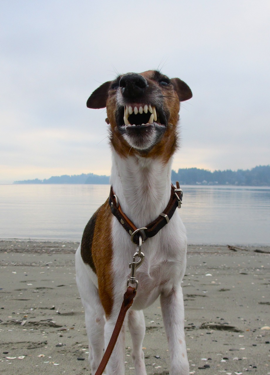 dog smooth fox terrier terrier free photo