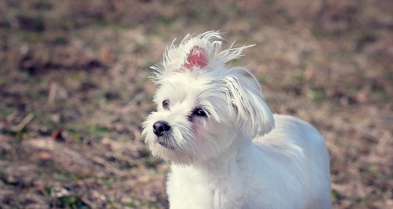 dog maltese white free photo
