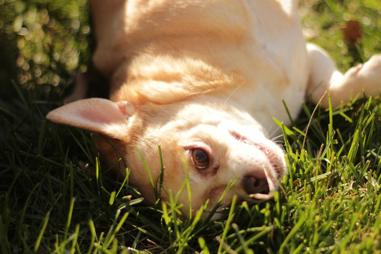 dog chihuahua sunny free photo