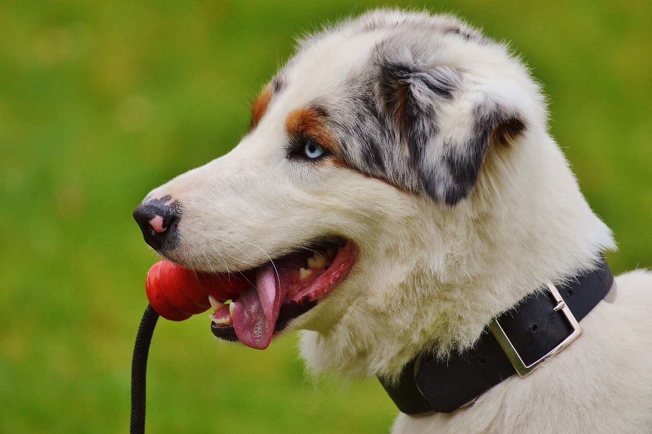 dog play meadow free photo