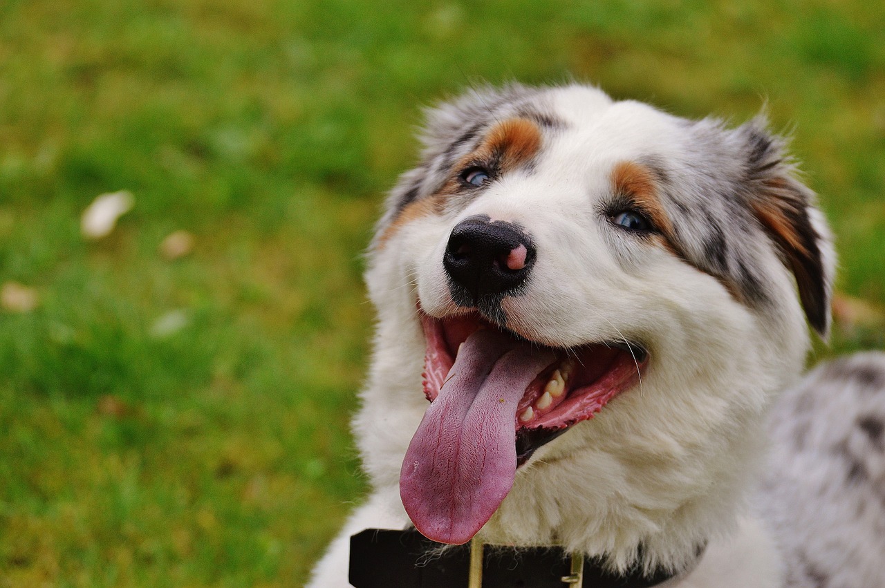 dog play meadow free photo