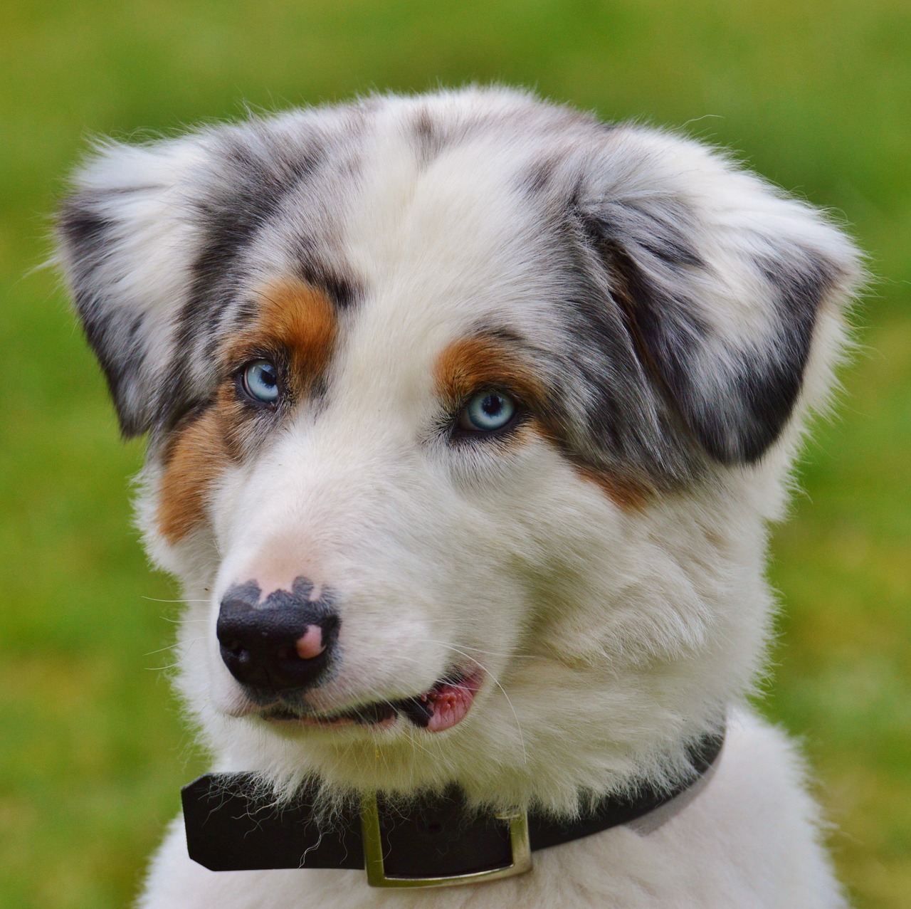 dog play meadow free photo