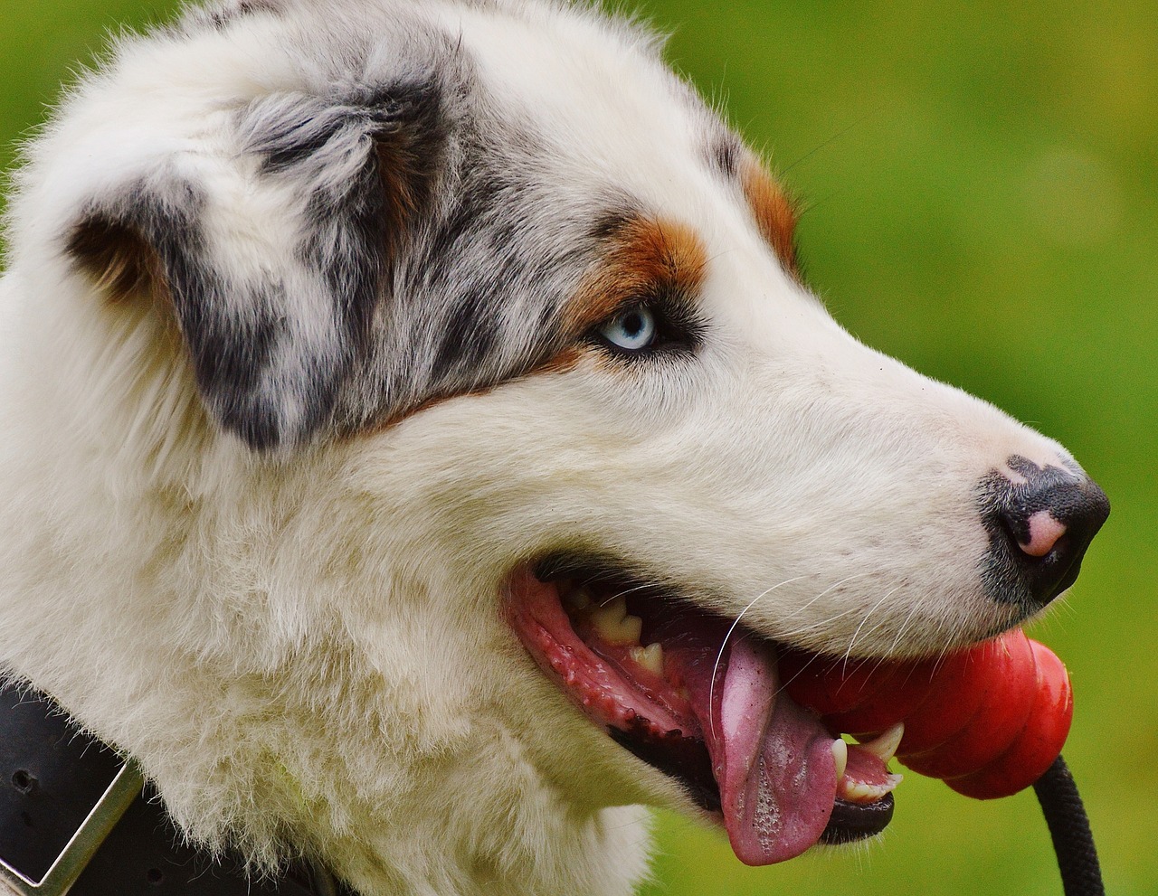 dog play meadow free photo