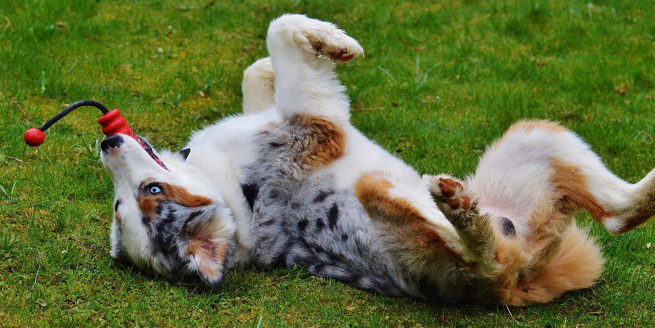 dog play meadow free photo