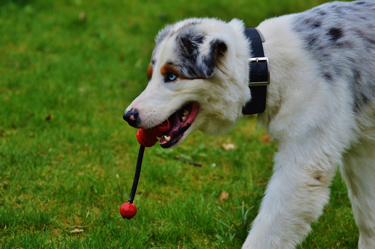 dog play meadow free photo