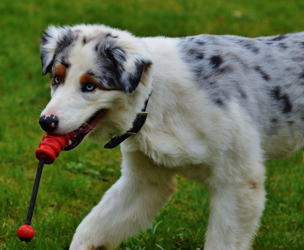 dog play meadow free photo