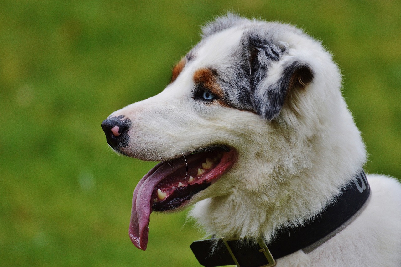 dog play meadow free photo