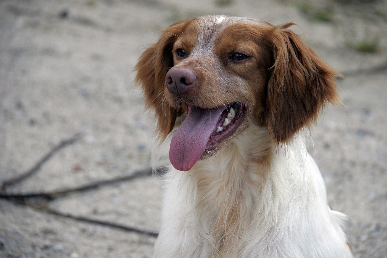 dog animal hunting dog free photo