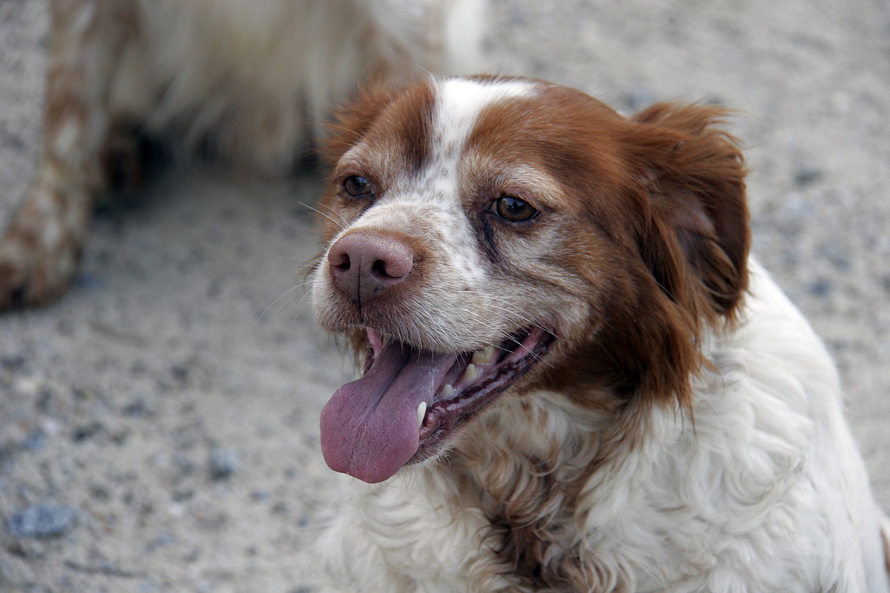 dog animal hunting dog free photo