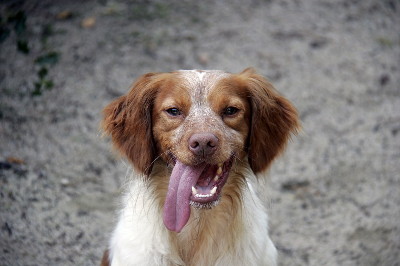 dog animal hunting dog free photo