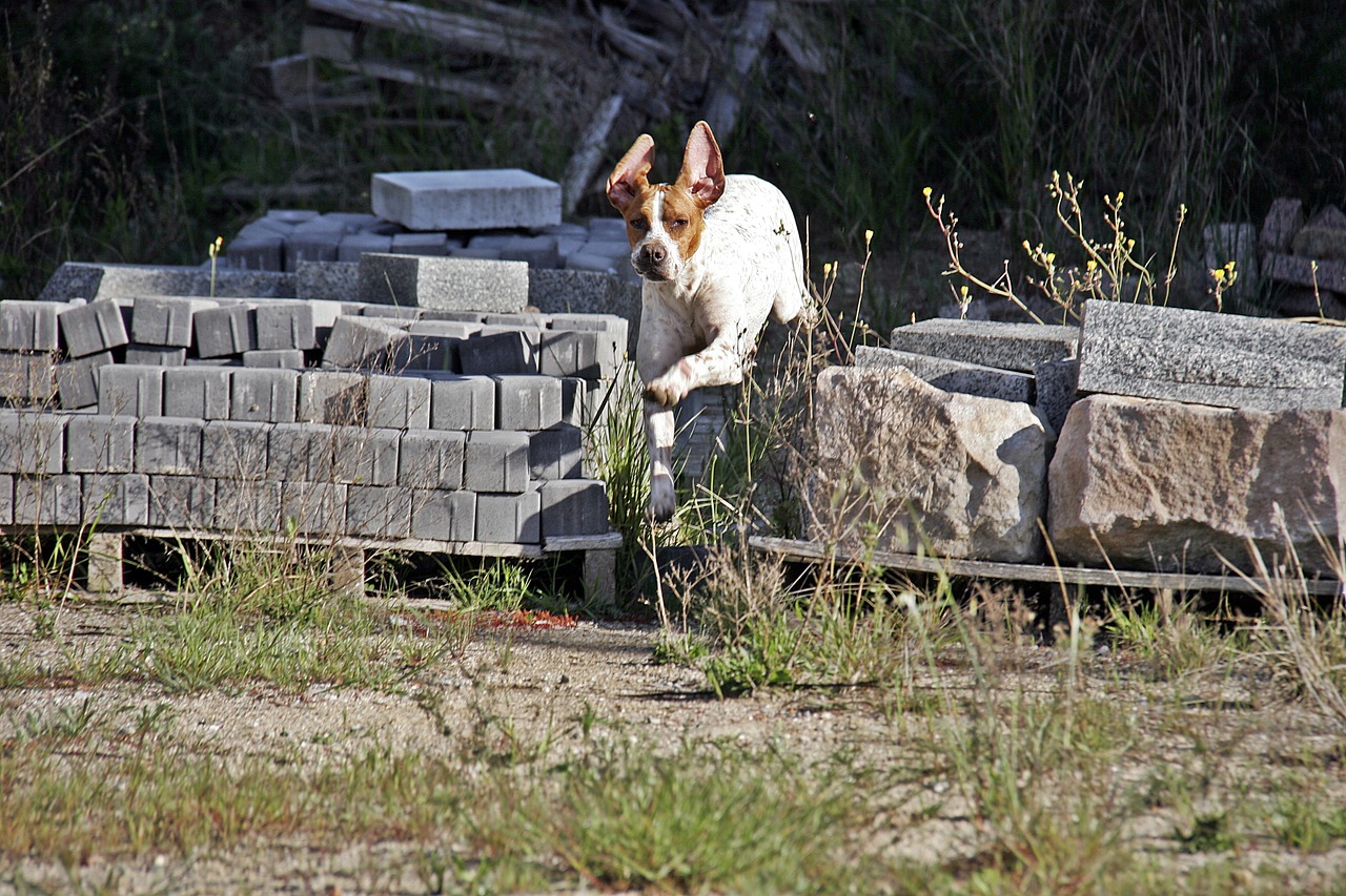 dog animal hunting dog free photo