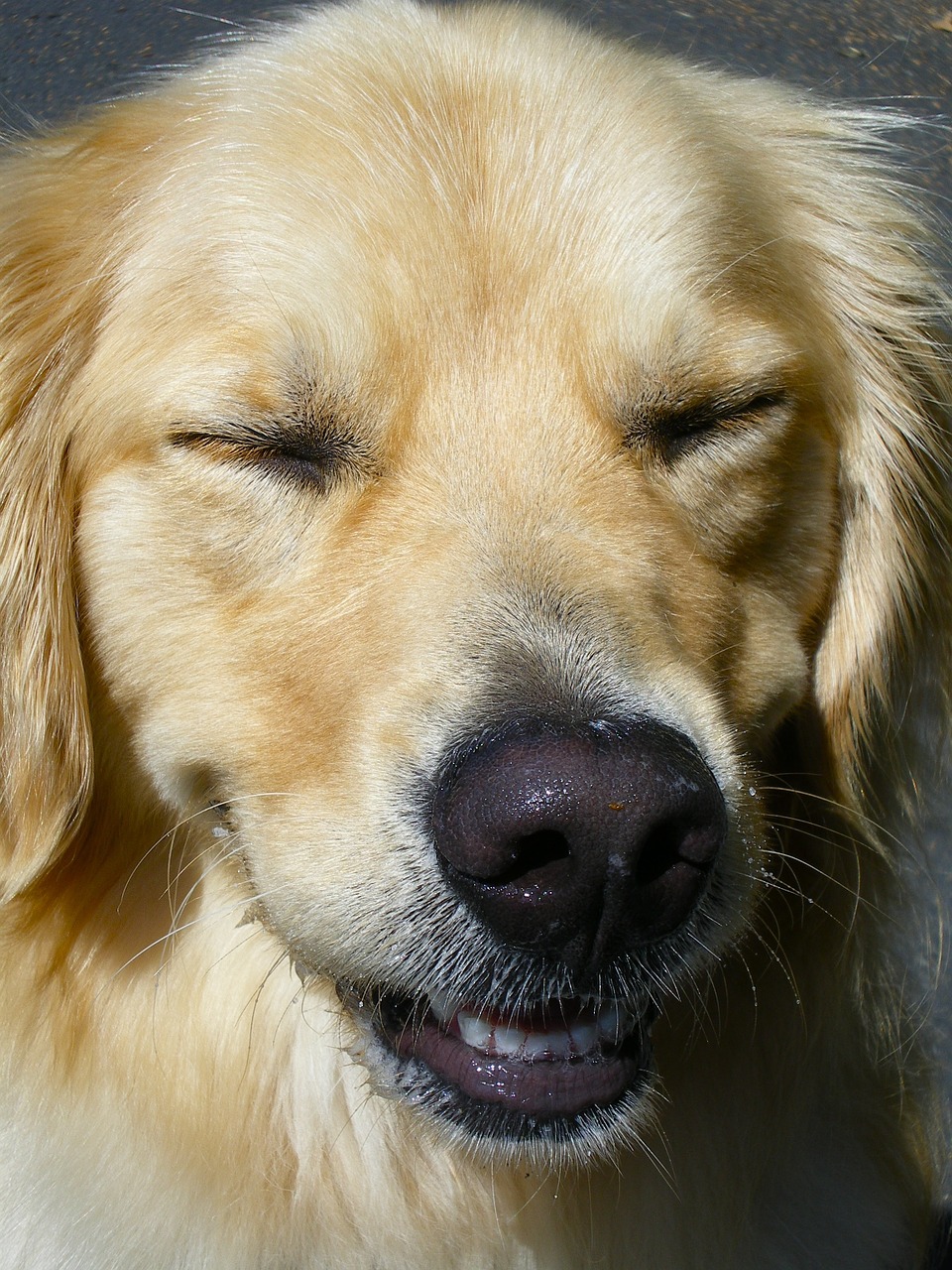dog golden retriever close-up free photo