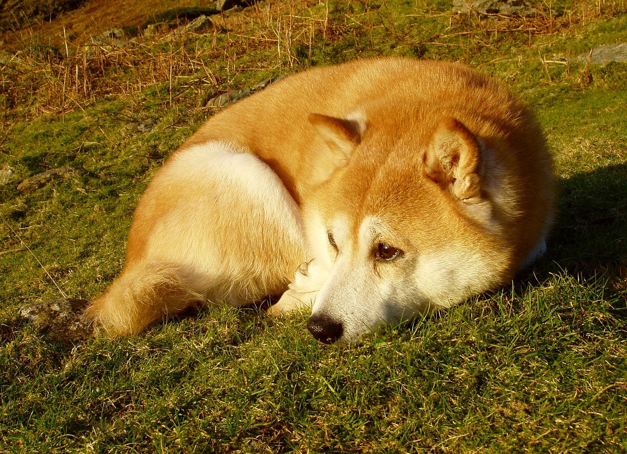 dog shiba inu red and white free photo