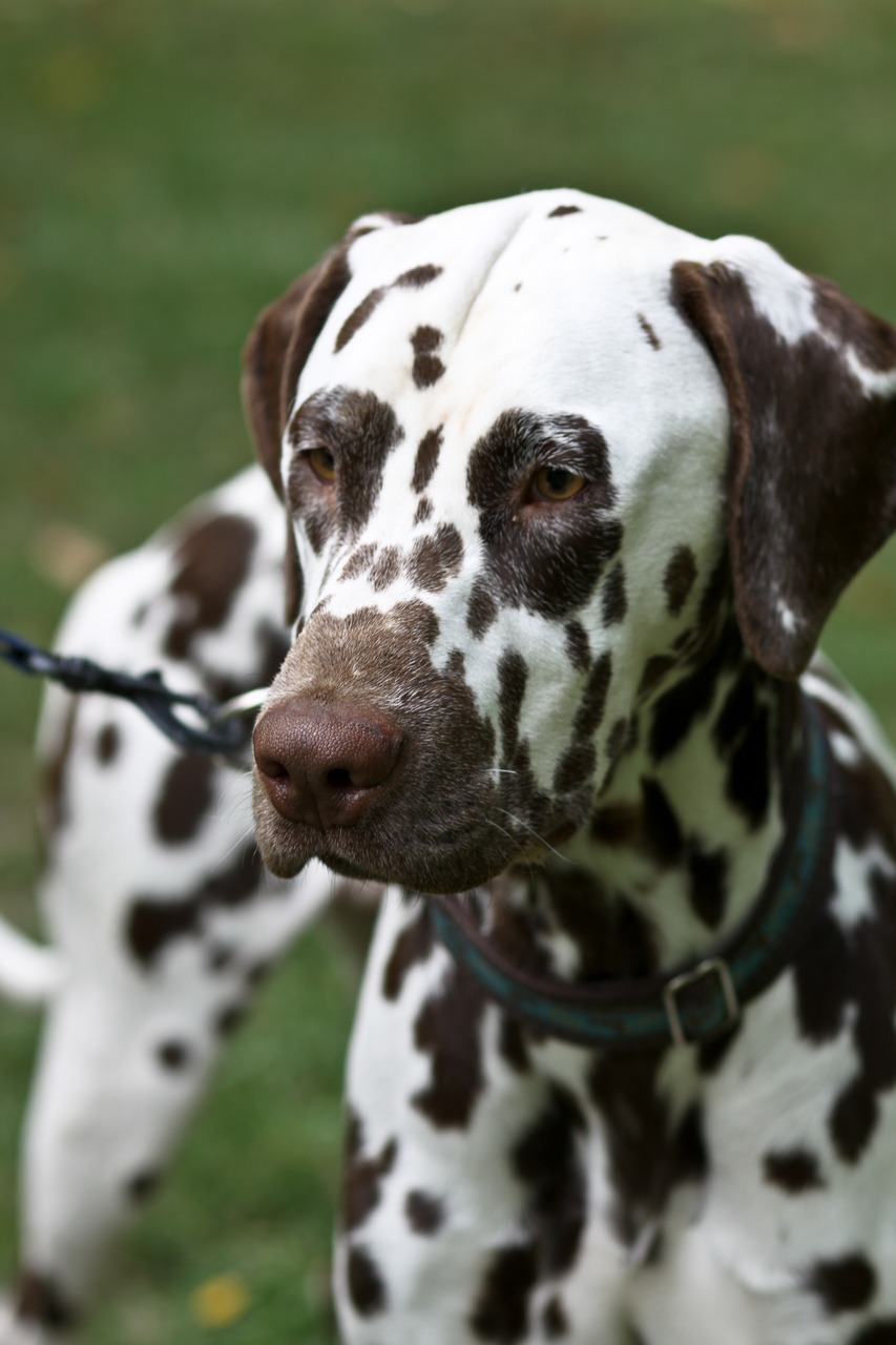 dog ñejo dalmata walk free photo