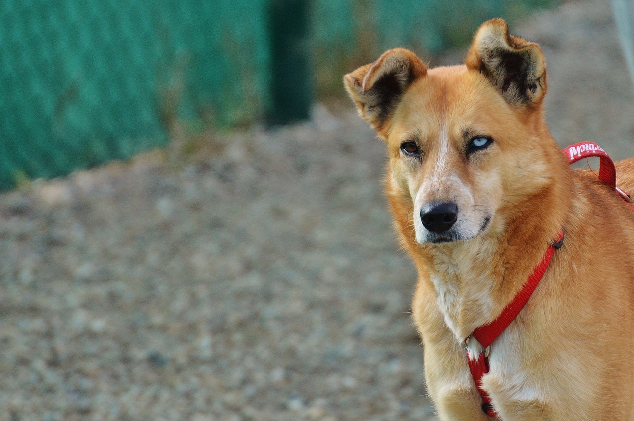 dog animal different eye colors free photo