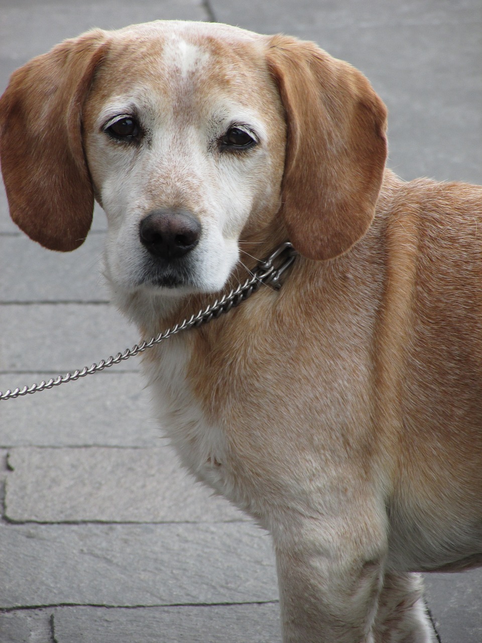 dog road red dog free photo