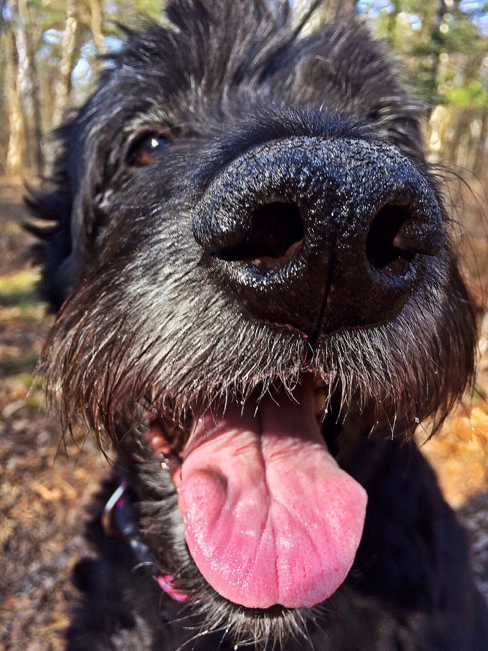 dog snout pet free photo