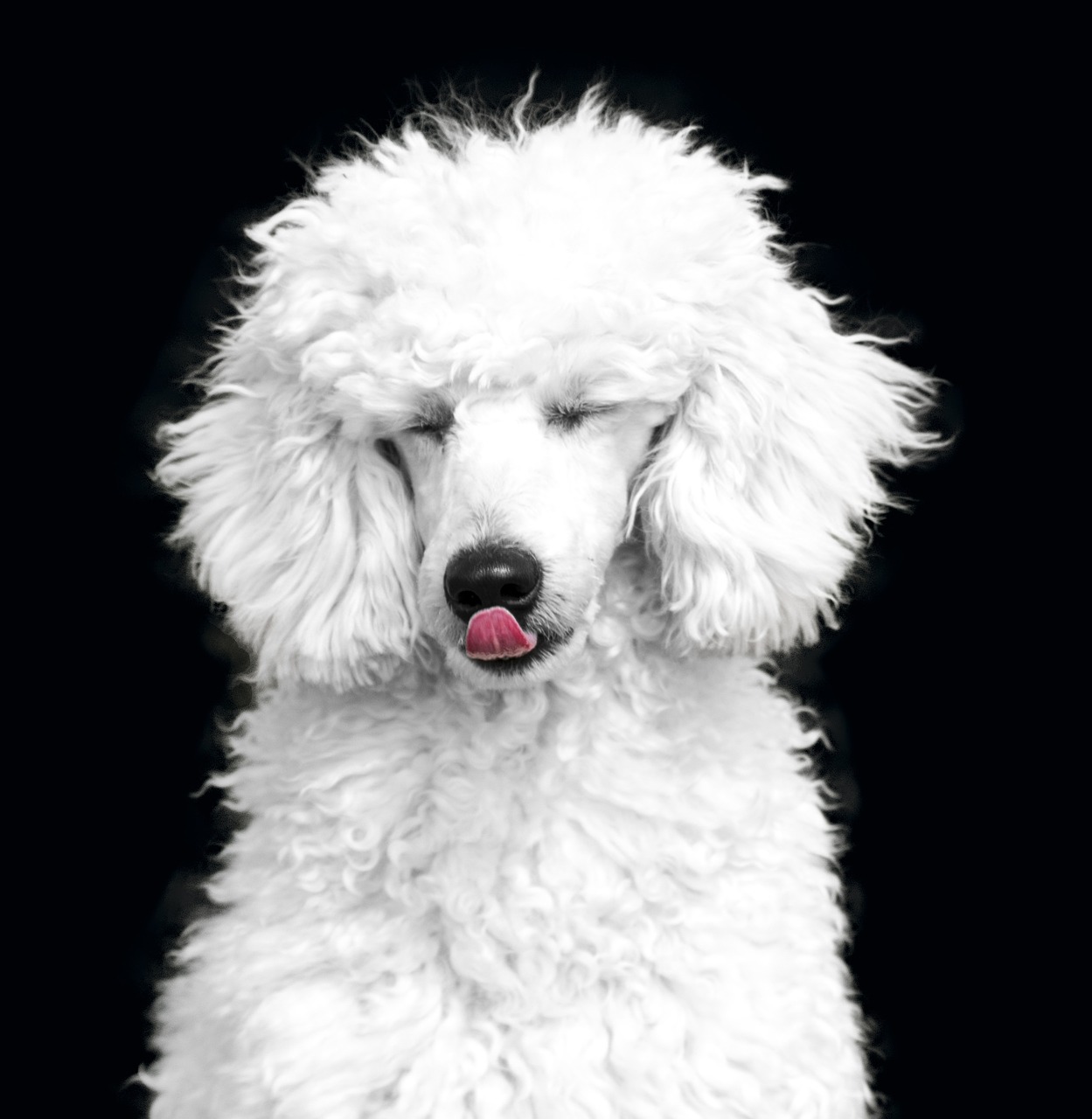 dog the poodle poodle free photo