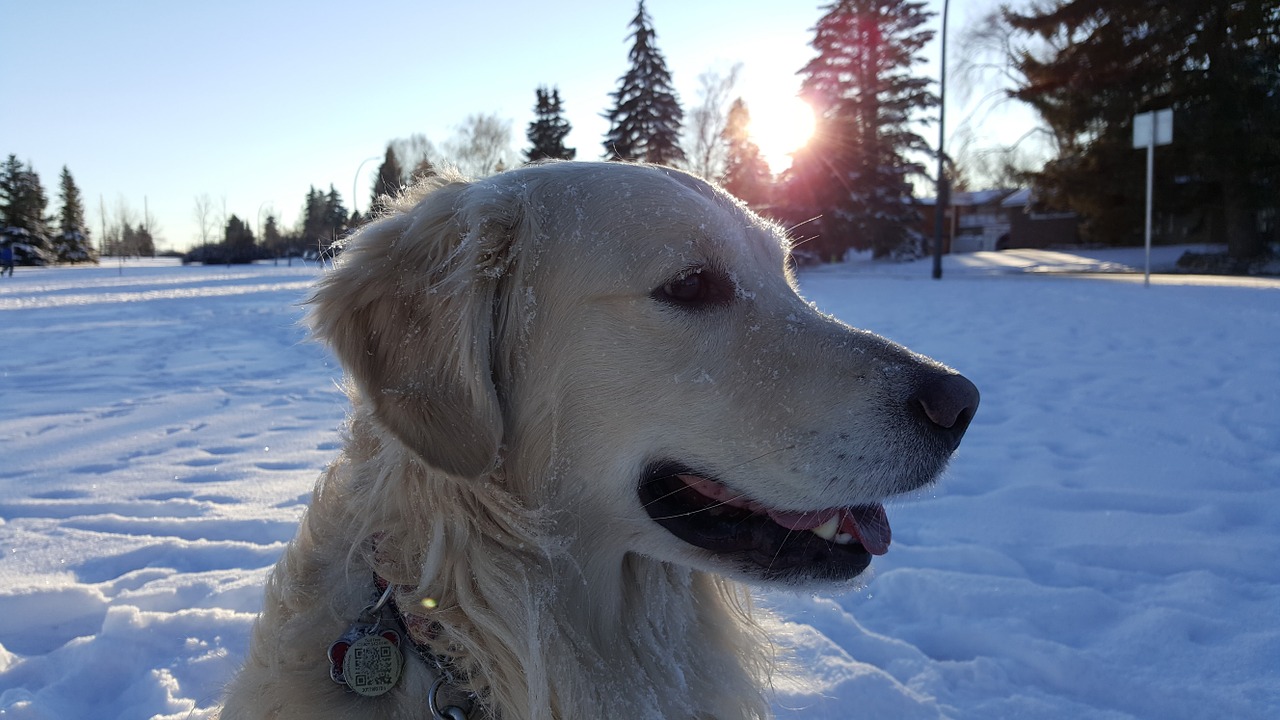 dog golden retriever snow free photo