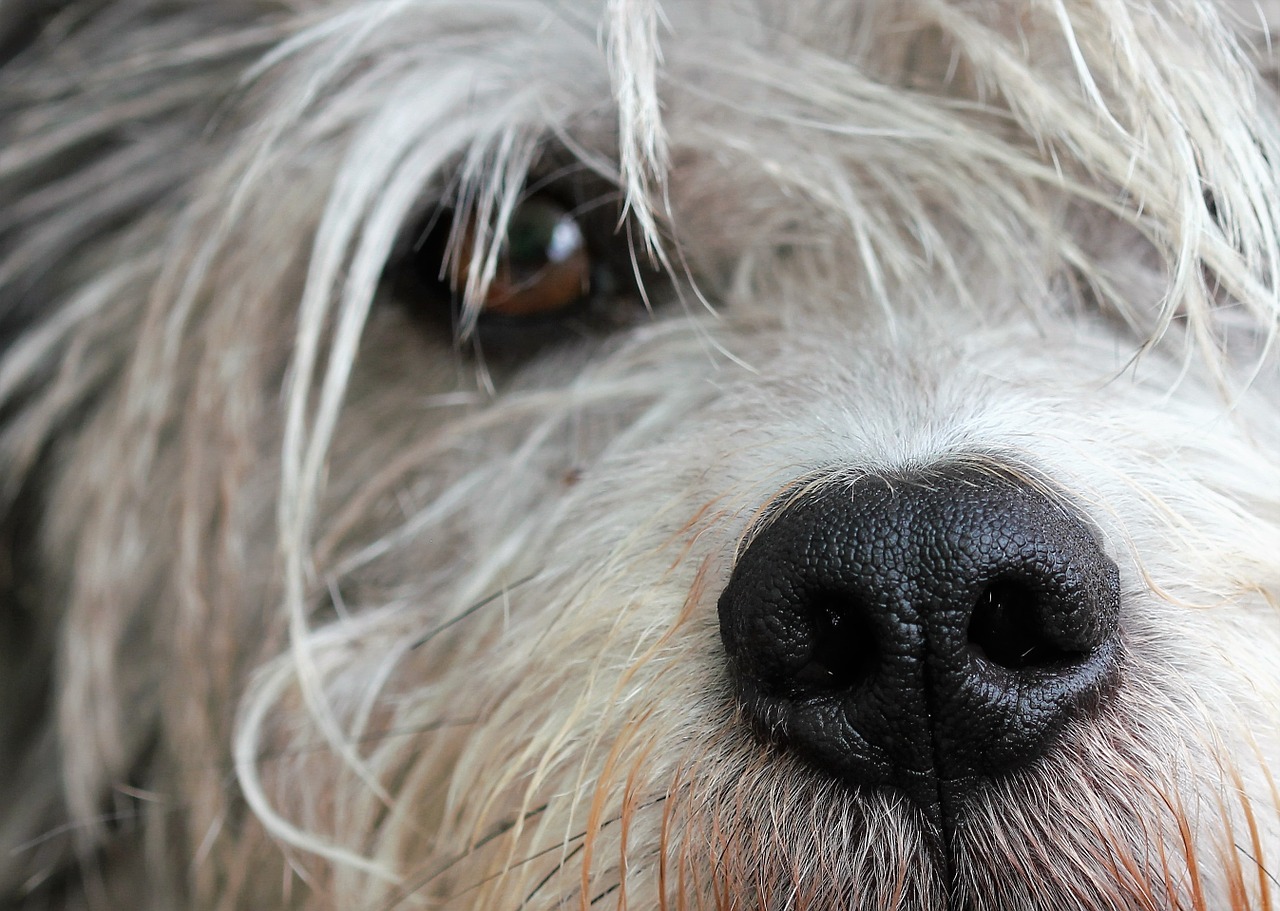 dog snout pet free photo