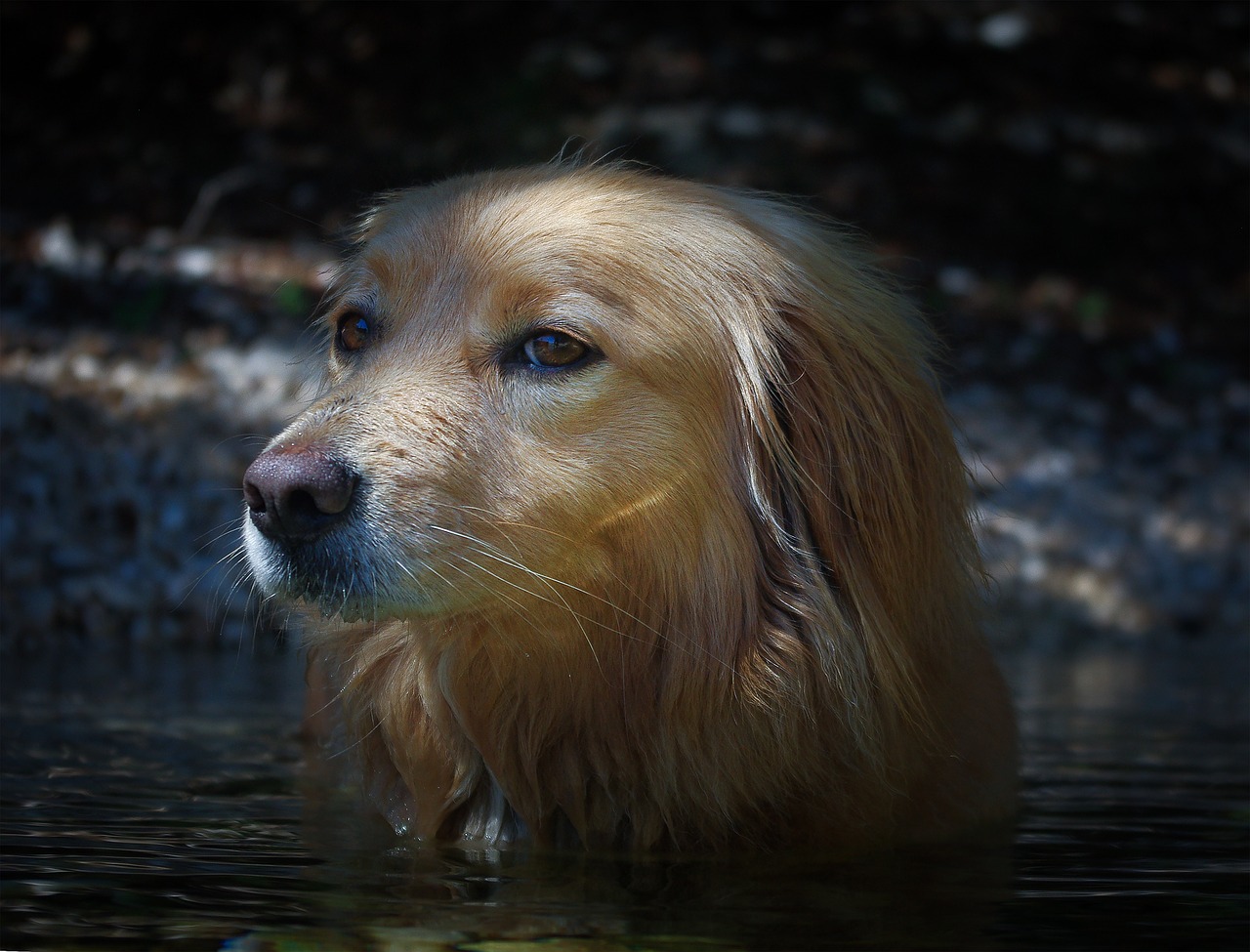 dog hybrid pet free photo