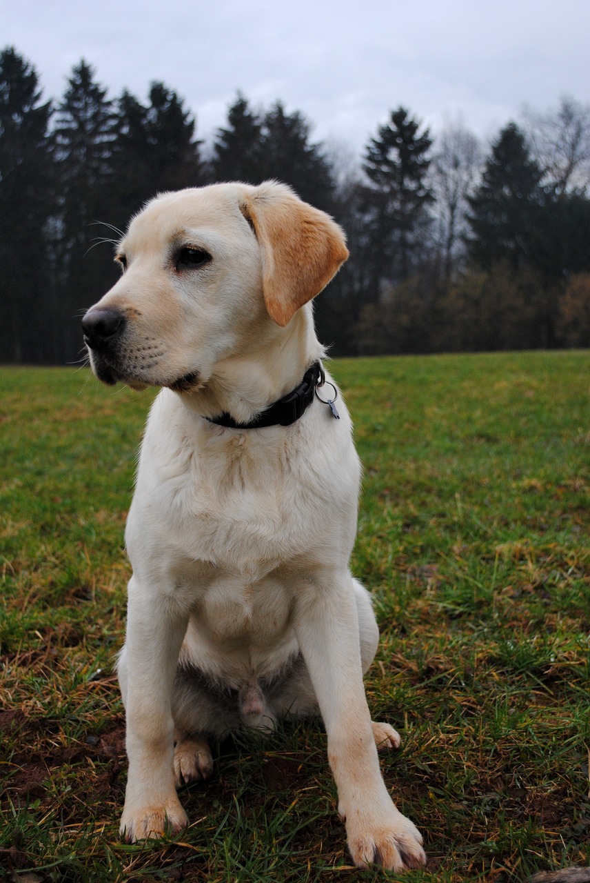 dog labrador labrador retriever free photo