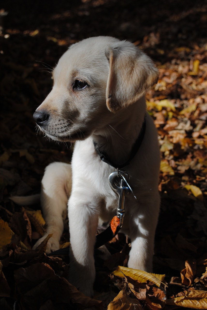 dog labrador labrador retriever free photo