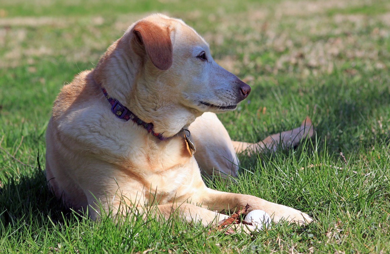 dog rescue yellow free photo