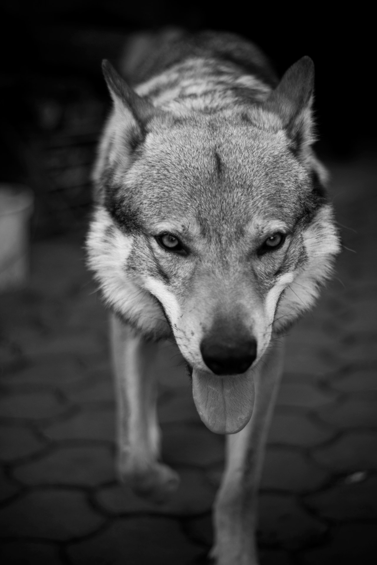 dog wolf pet free photo