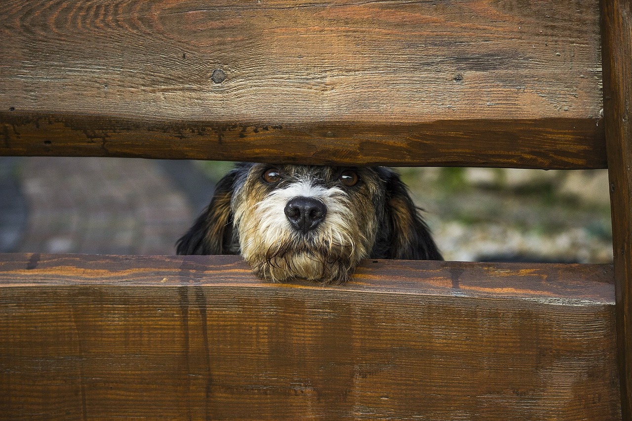 dog fence rails free photo