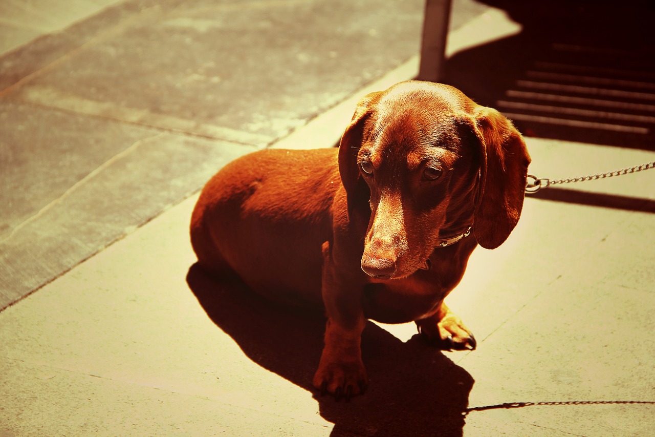 dog dachshund pet free photo