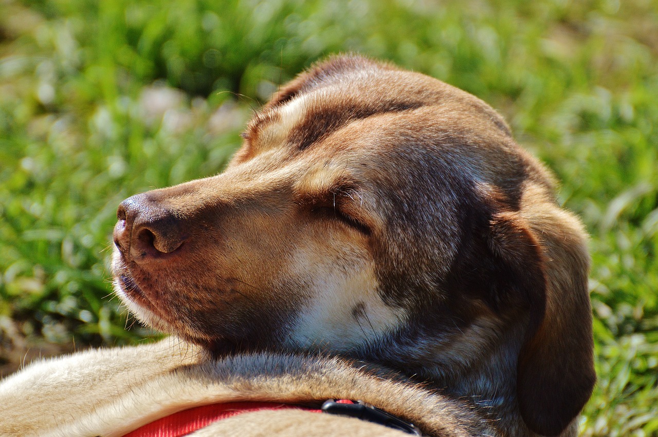 dog sun enjoy free photo