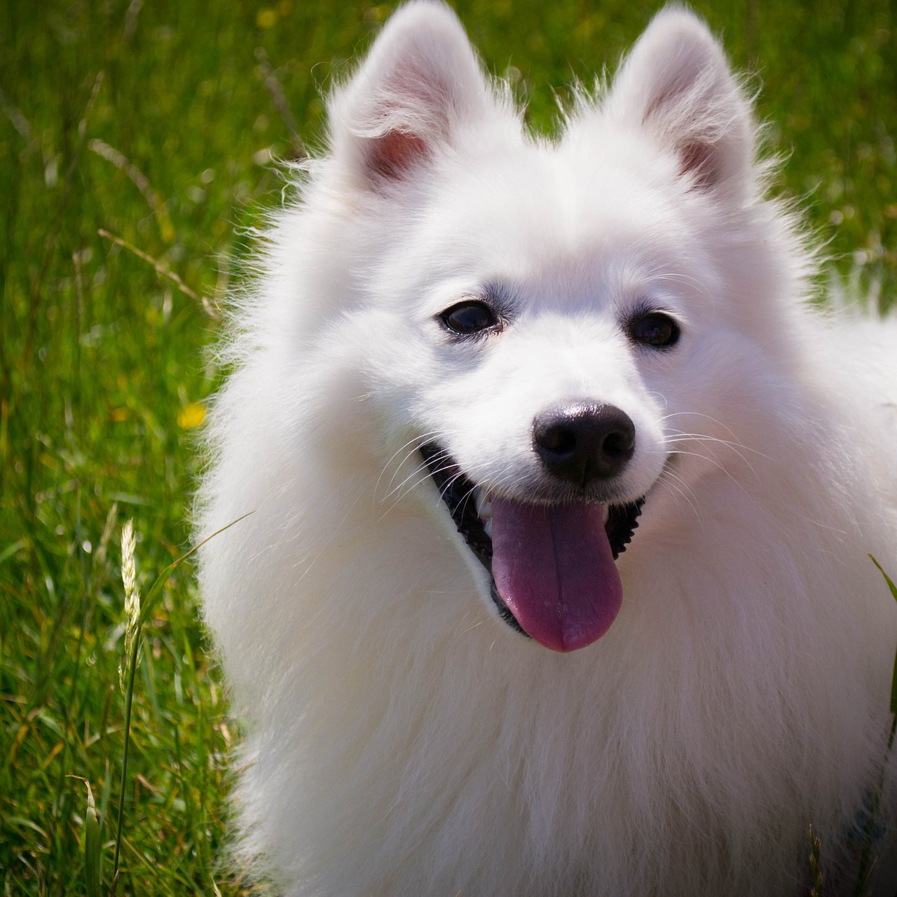 dog white smile free photo