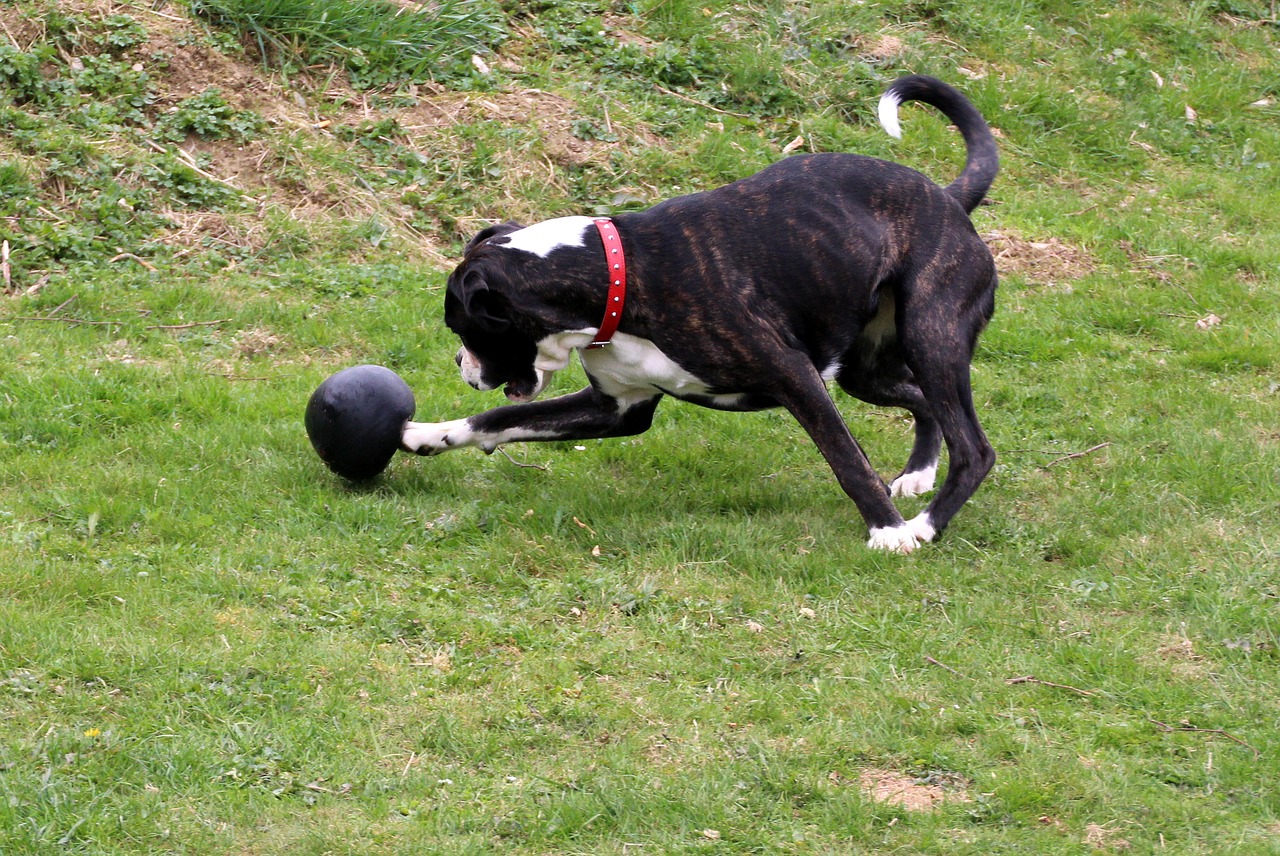 dog boxer black and white free photo