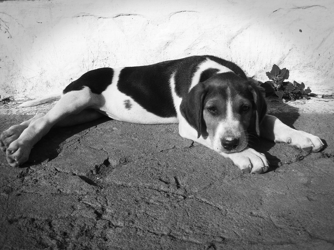 dog sorrow pet free photo