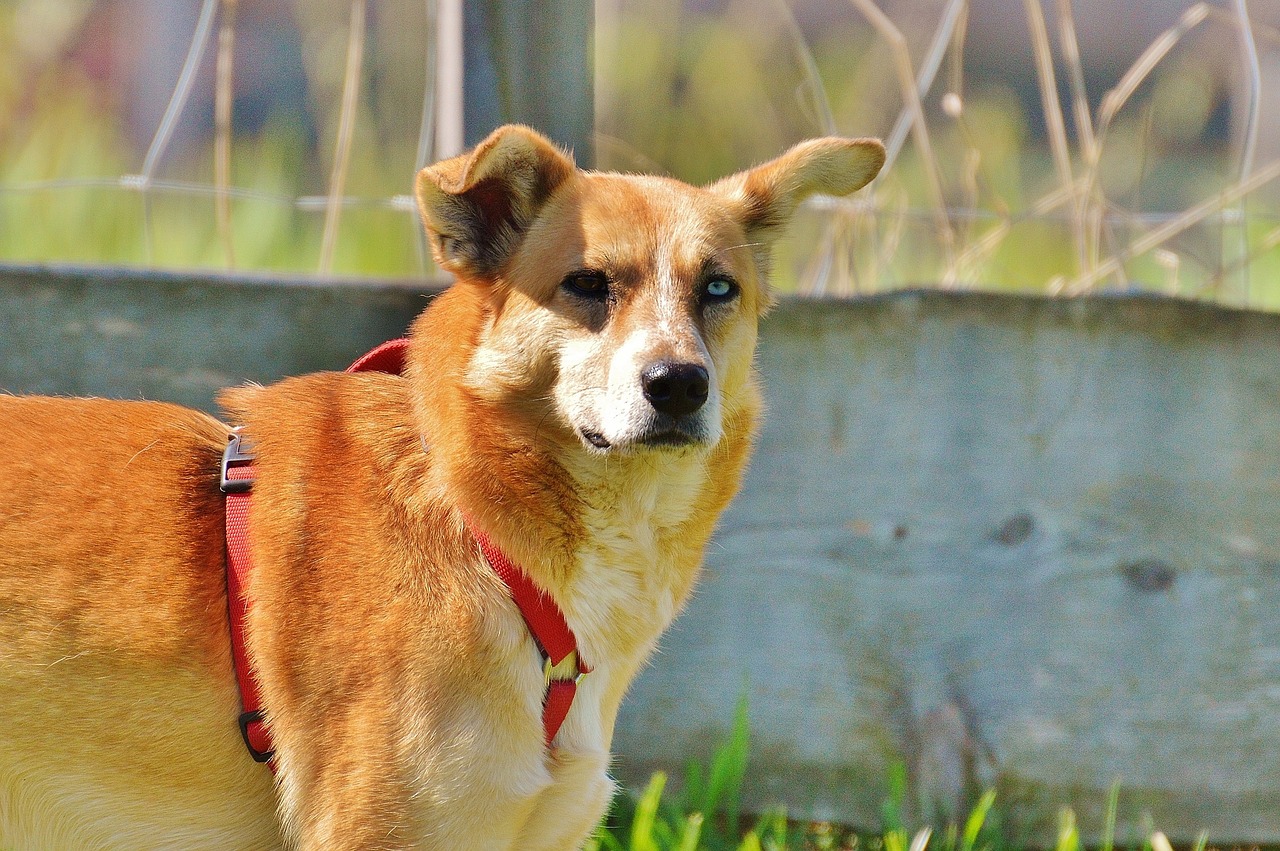 dog animal different eye colors free photo