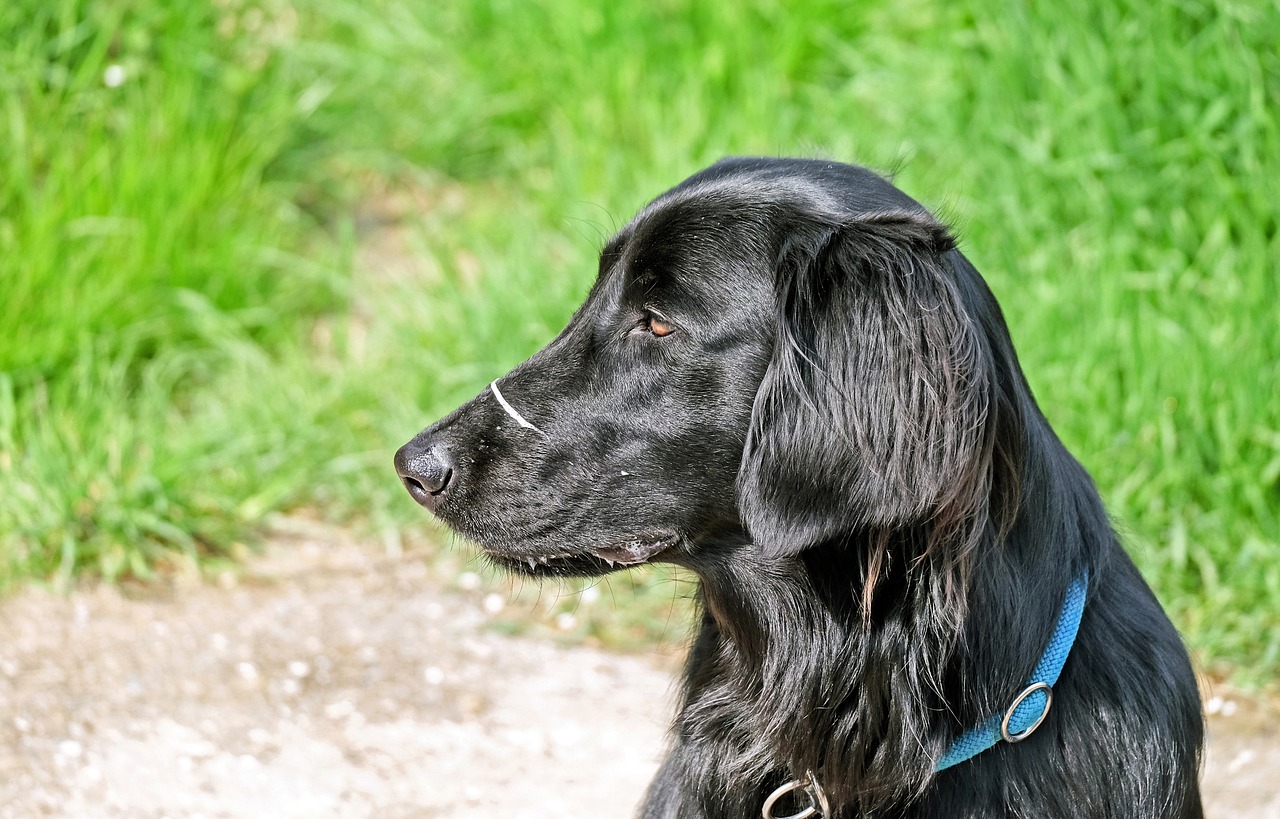 dog black flat coated retriever free photo