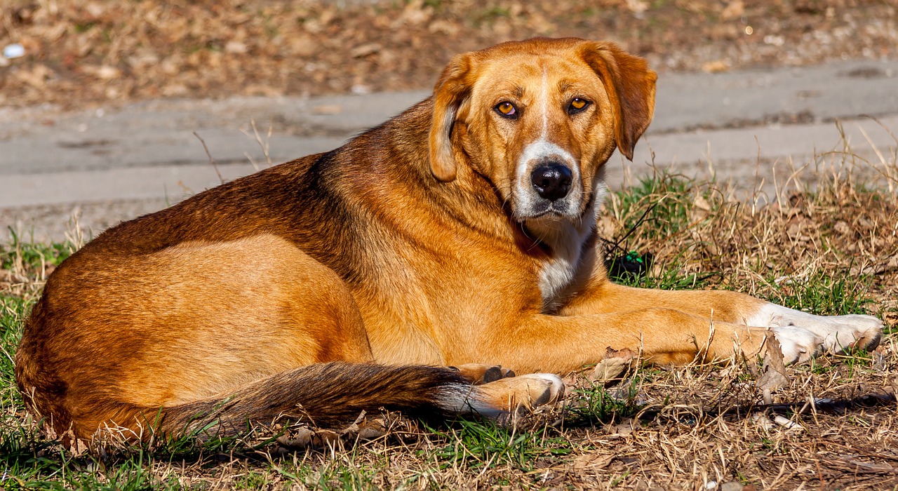 dog animal portrait free photo