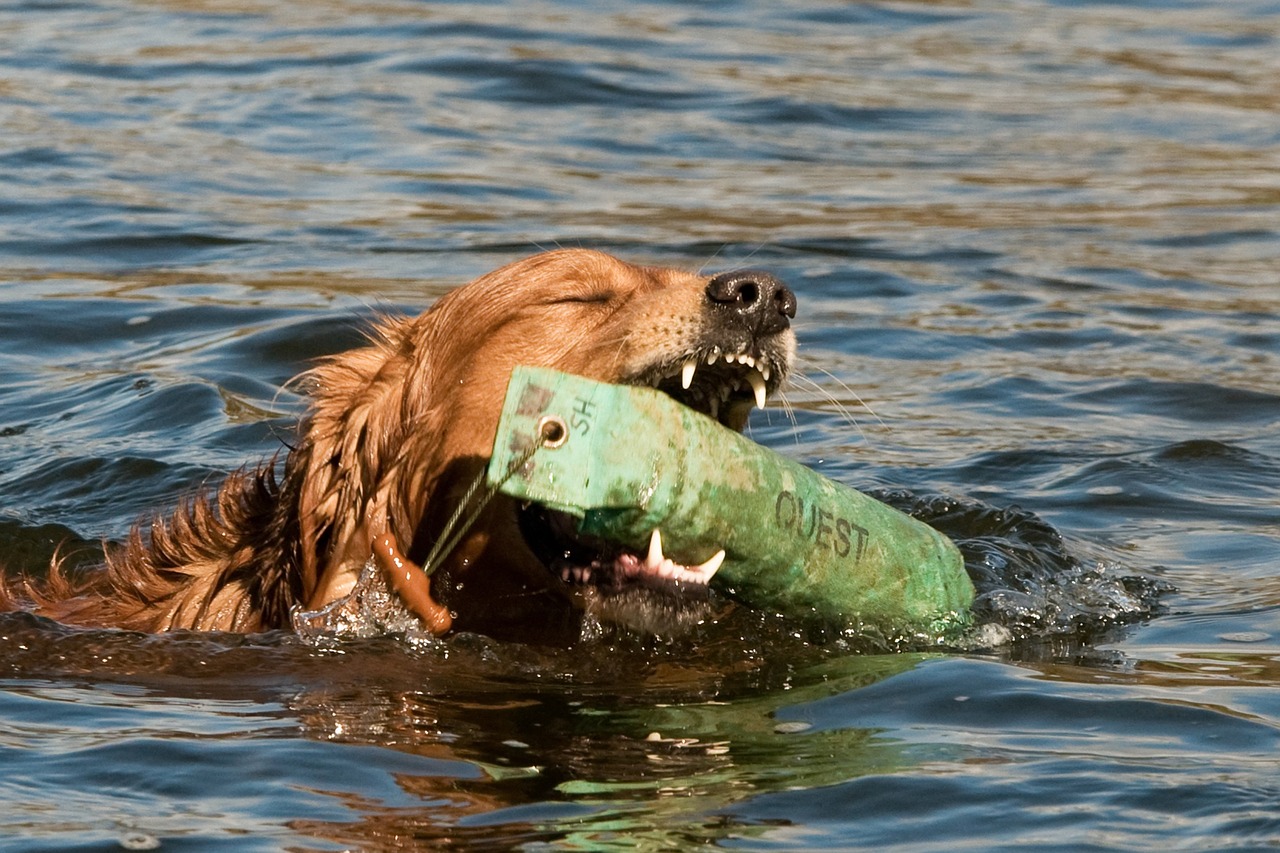 dog water training free photo