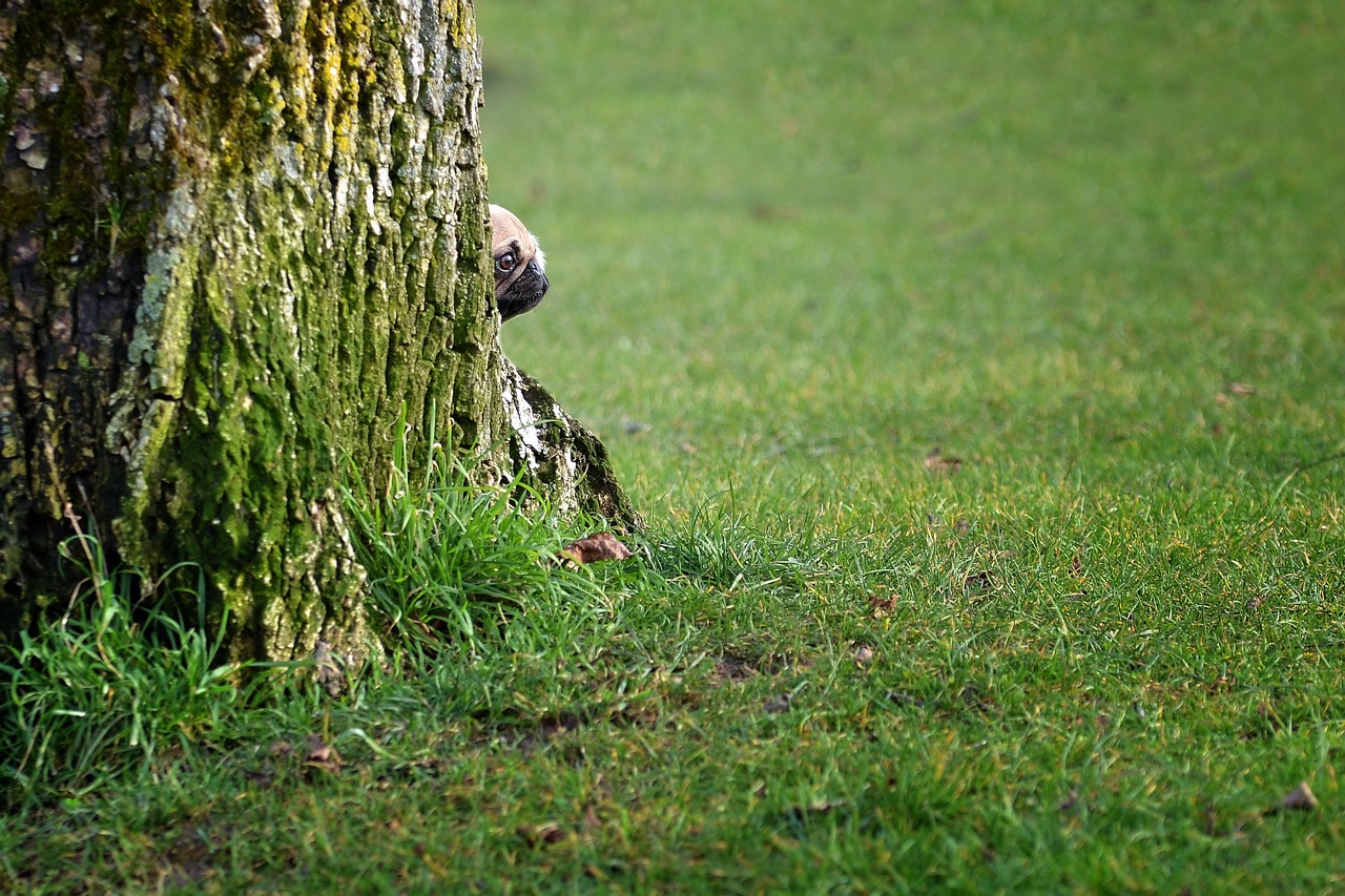 dog tree animal free photo