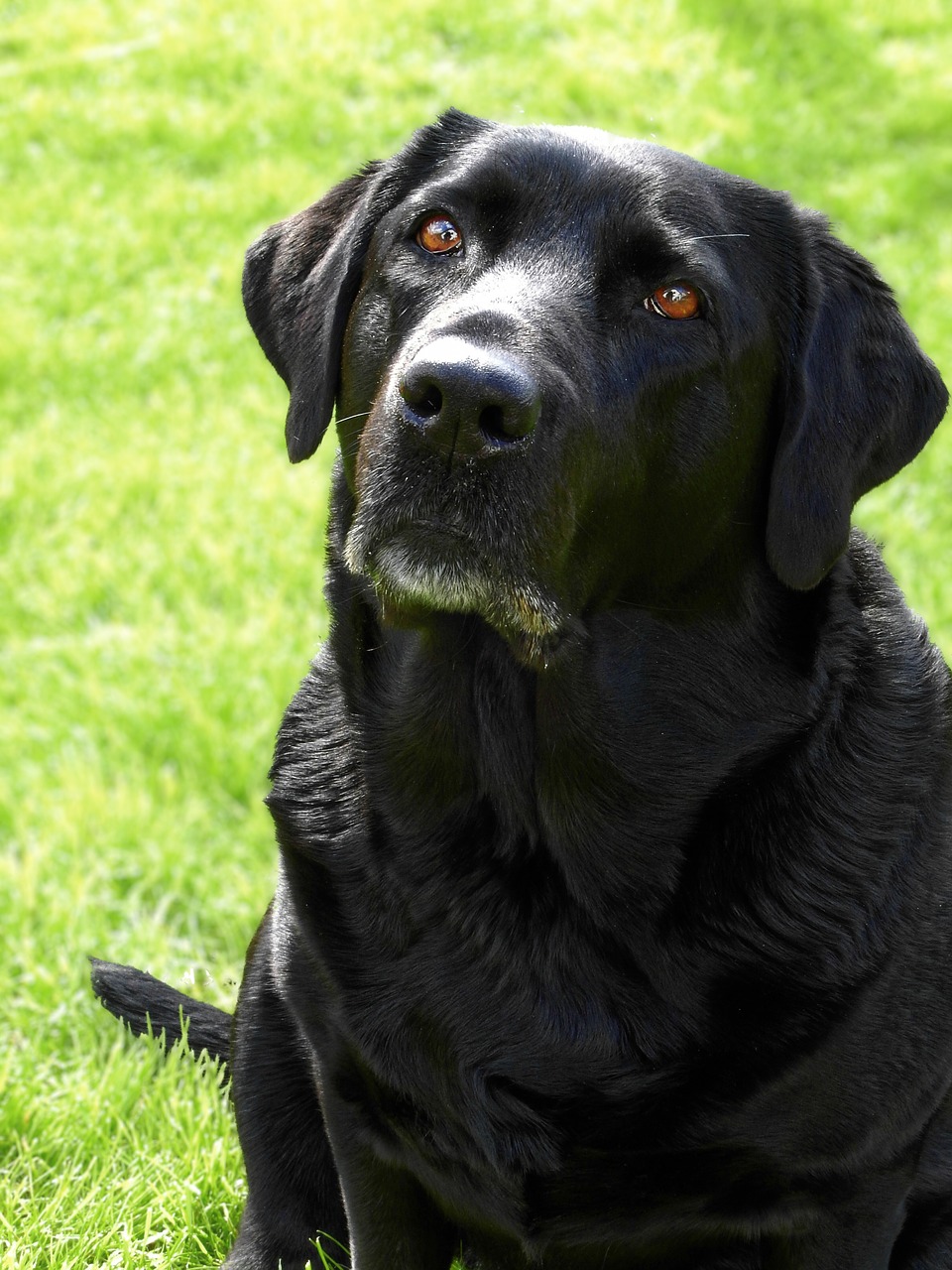 dog labrador bitch free photo