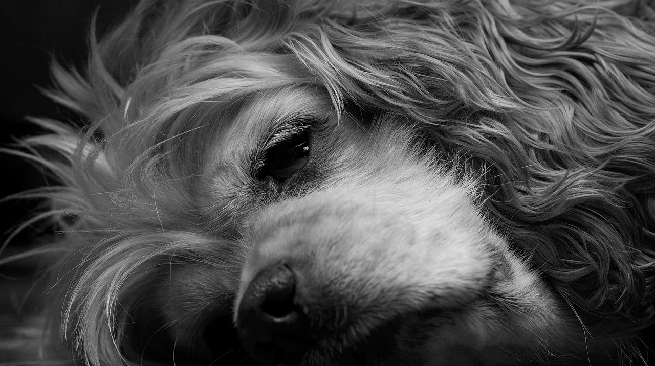 dog sleeping black and white free photo