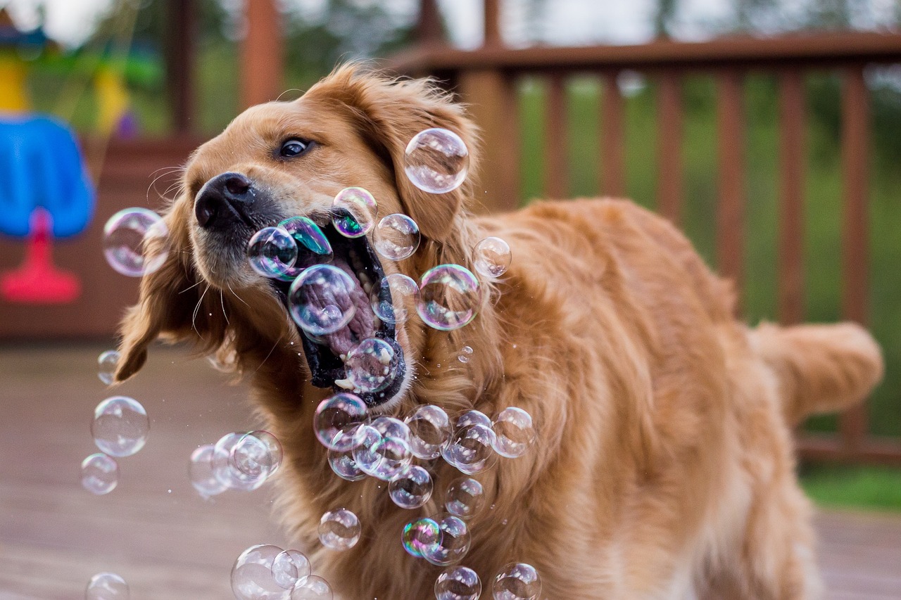 dog bubble play free photo