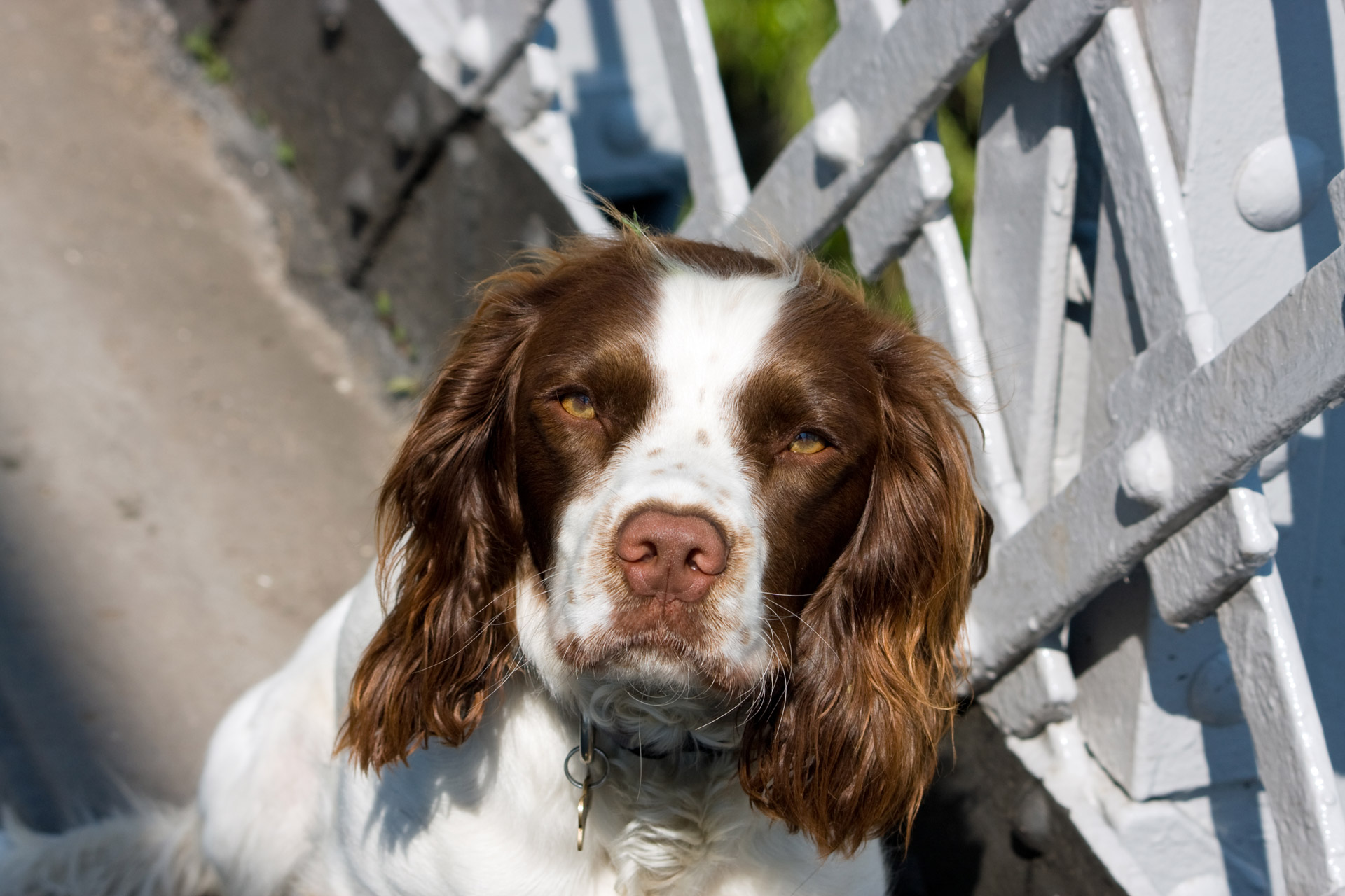 dog spaniel springer free photo