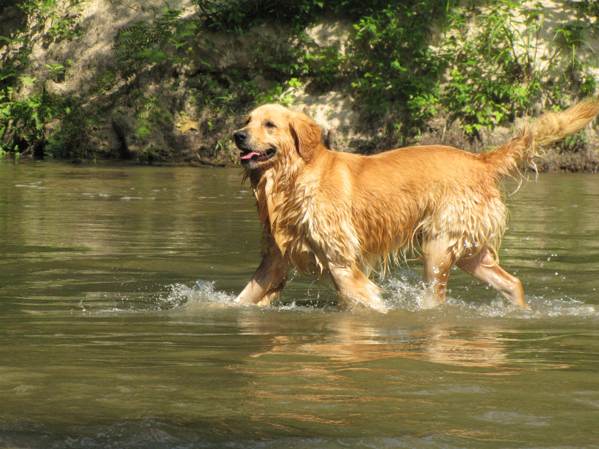 dog water playing free photo