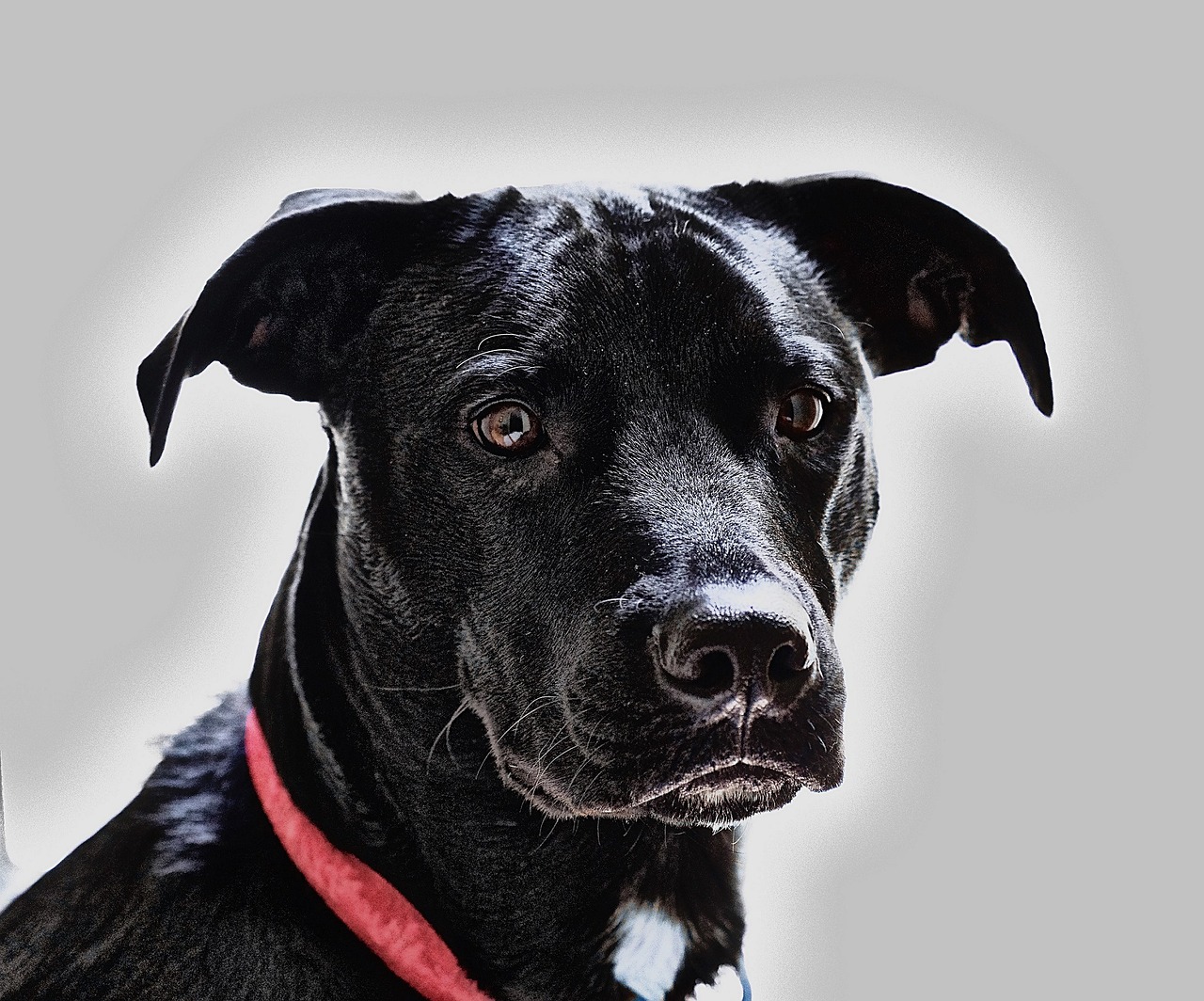 dog black canine free photo