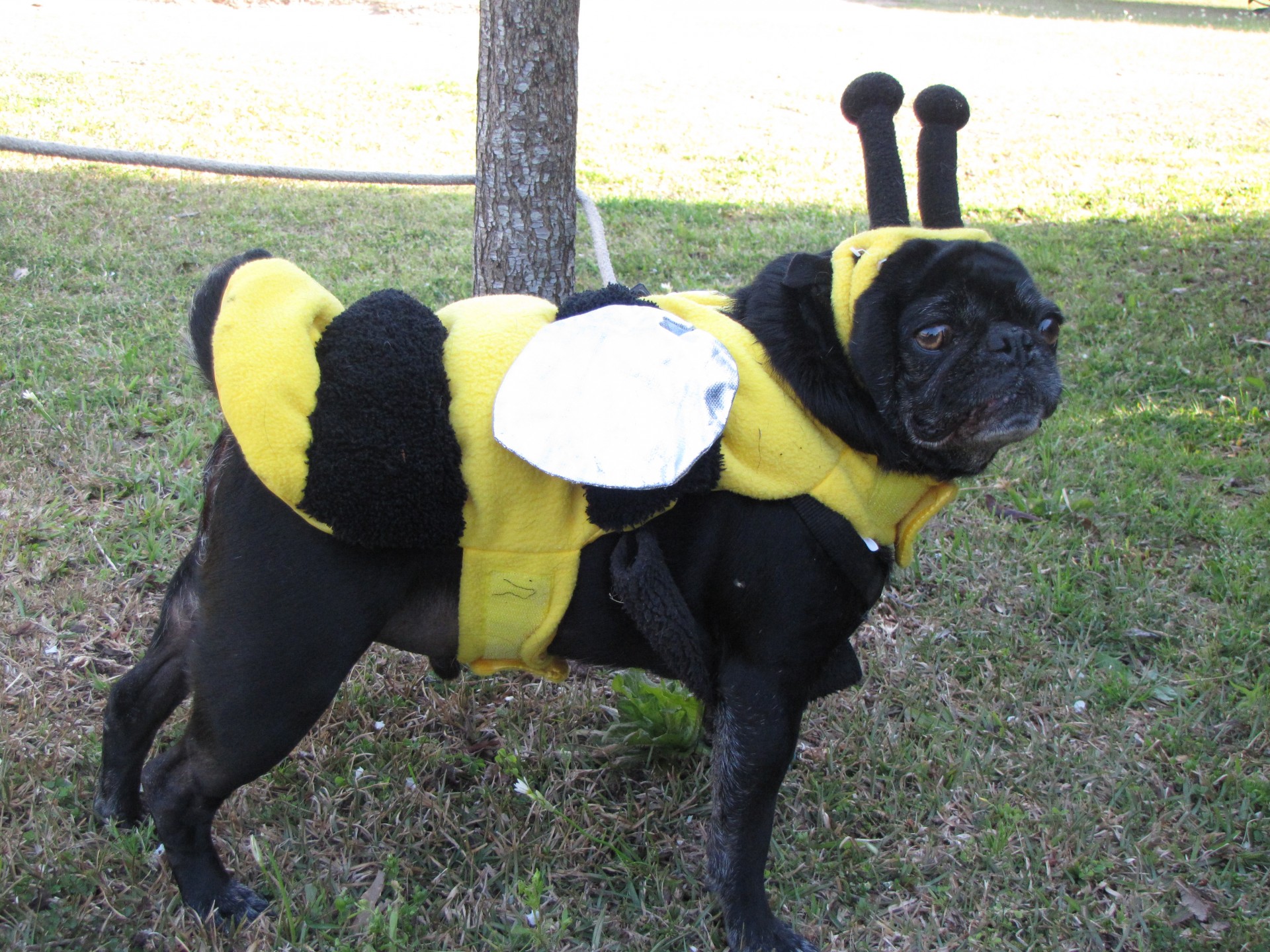 dog pug costume free photo