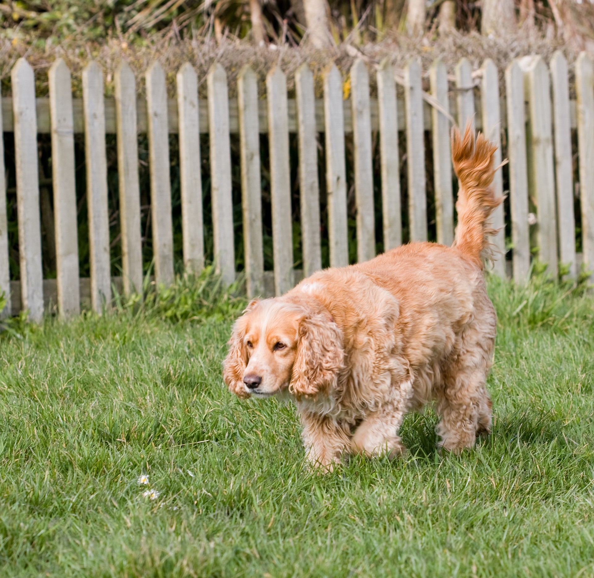 cocker spaniel cocker spaniel free photo