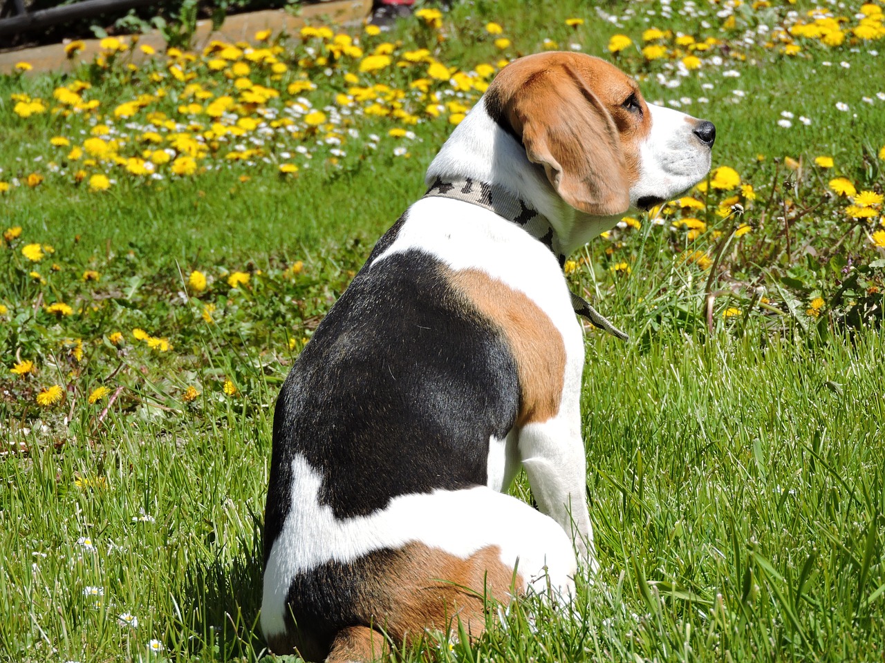 dog beagle spring free photo